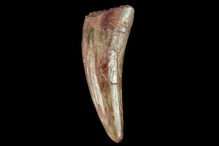 Fossil Phytosaur (Machaeroprosopus) Tooth - New Mexico #133290